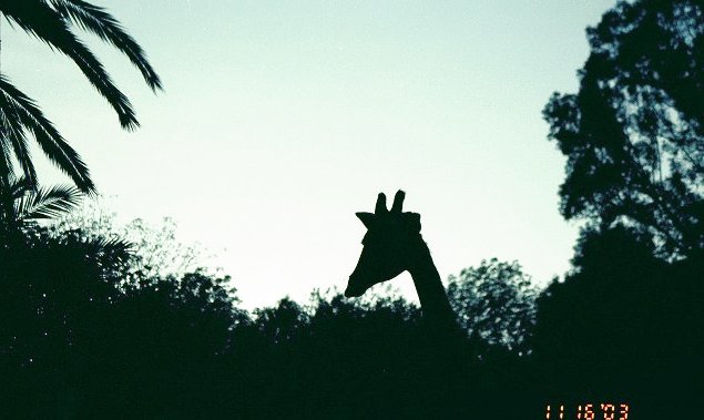 ../Images/Giraffe PR020310626116.jpg